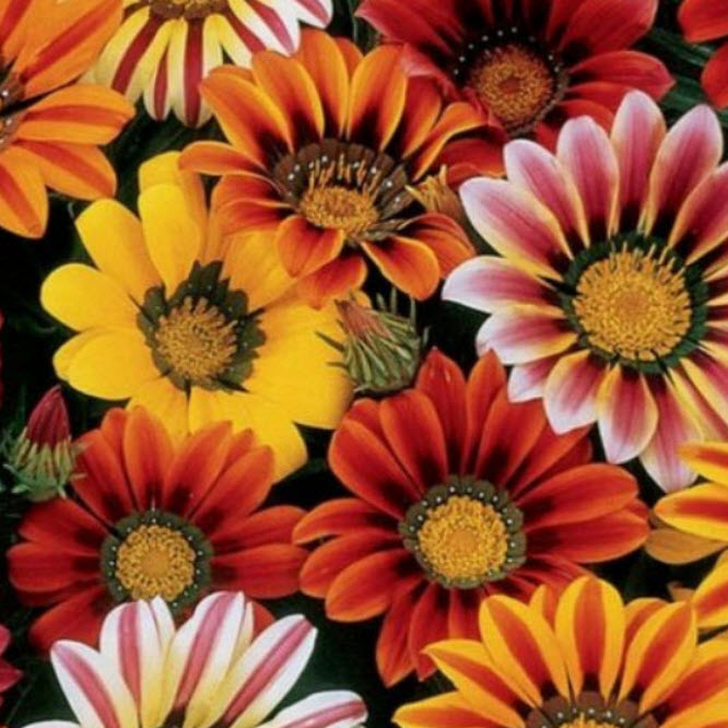 กาซาเนีย หรือพระจันทร์ทรงกลด (Gazania) คละ / 50 เม็ด (USA)*