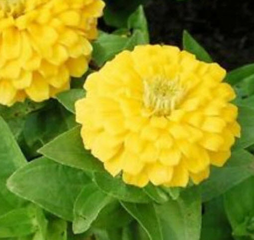 บานชื่น สีเหลืองทองดอกใหญ่ (Zinnia - Golden Yellow) / 40 เม็ด (UK)*