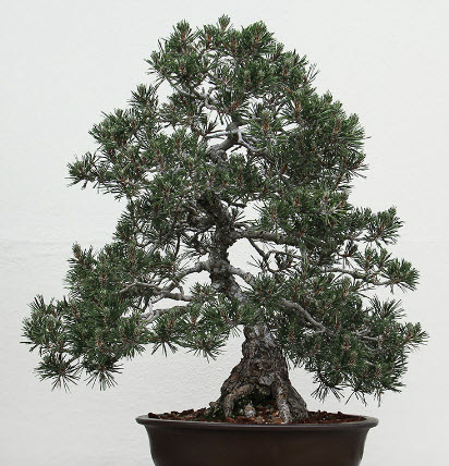 สนดำญี่ปุ่น (Japanese Black Pine) / 10 เม็ด (UK)*