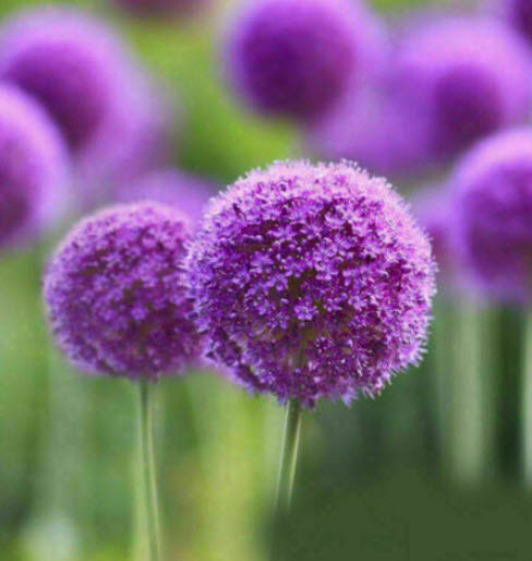 อัลเลี่ยม (Allium giganteum / Giant Onion) / 25 เม็ด (Germany)*