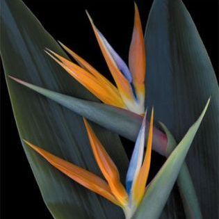 พิมพ์อลูมิเนียมตัดดอก+ใบปักษาสวรรค์(Aluminum mold cutter Bird of paradise + leaves )
