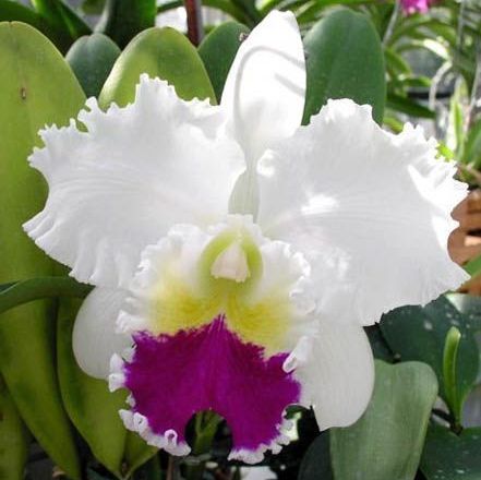 พิมพ์เรซิ่นเกสรกล้วยไม้แคทลียา(Veiners Cattleya orchid pollen. )