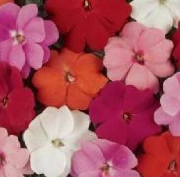 เทียนนิวกินี (New Guinea Impatiens - Divine Mixed F1) คละสี / 10 เม็ด (UK)*