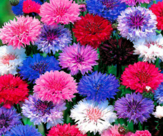คอร์นฟลาวเวอร์ (Cornflower frosty) ดอกซ้อน คละ / 1,200 เม็ด (UK)*