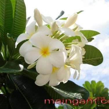 พิมพ์อลูมิเนียมตัดดอกลีลาวดี+ใบ (Aluminum mold cutter LEELAWADEE(Frangipani)+ leaves )