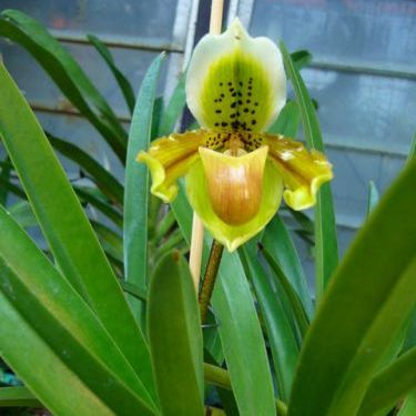 พิมพ์ตัดดอก+ใบรองเท้านารีเหลืองกระบี่ (Aluminum mold cutter Paphiopedilum exul)