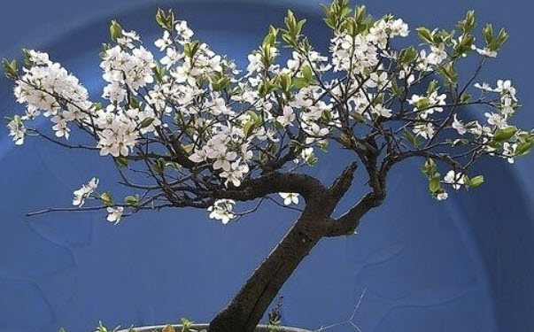 เชอรี่ - แซนต้า ลูเซีย (Cherry Tree Santa Lucia) / 25 เม็ด (Spain)