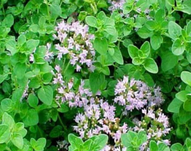 ออริกาโน (Oregano) / 4,000 เม็ด (UK)*