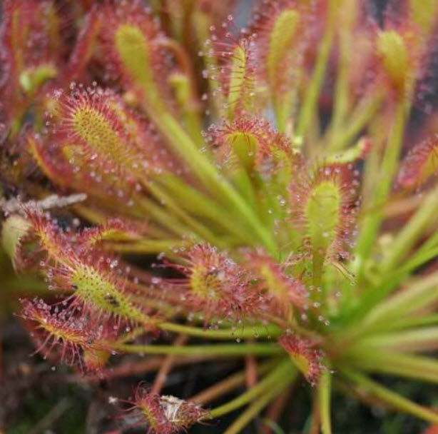 หยาดน้ำค้าง (Sundew Carnivorous Plant) / 10 เม็ด (UK)