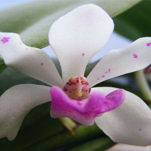 พิมพ์ตัดกล้วยไม้ช้างกระ ดอก+ใบ(Aluminum mold cutter Rhynchostylis gigantea orchids)