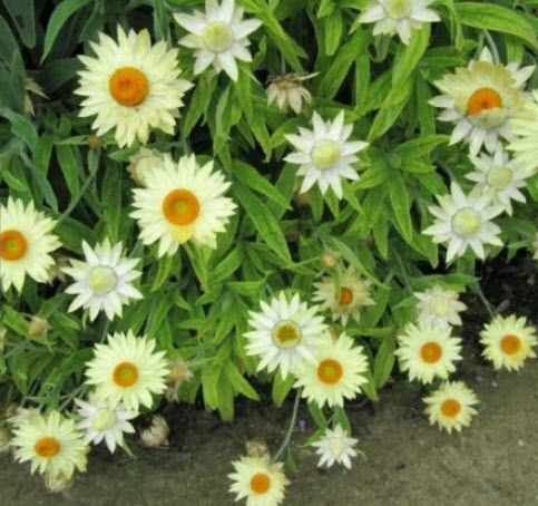 ดอกกระดาษ หรือสตรอ ฟลาวเวอร์ (Straw flower) ขาว / 900 เม็ด (UK)*