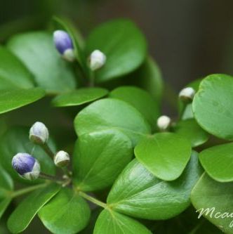 พิมพ์ตัดอลูมิเนียมดอกแก้วเจ้าจอม+ใบ(Aluminum mold cutter Lignum Vitae flower+ Leaf)