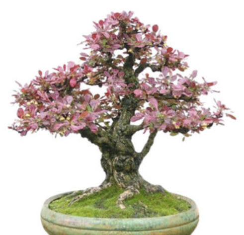 บาร์เบอรี่ญี่ปุ่น (Japanese Barberry) / 10 เม็ด (UK)*