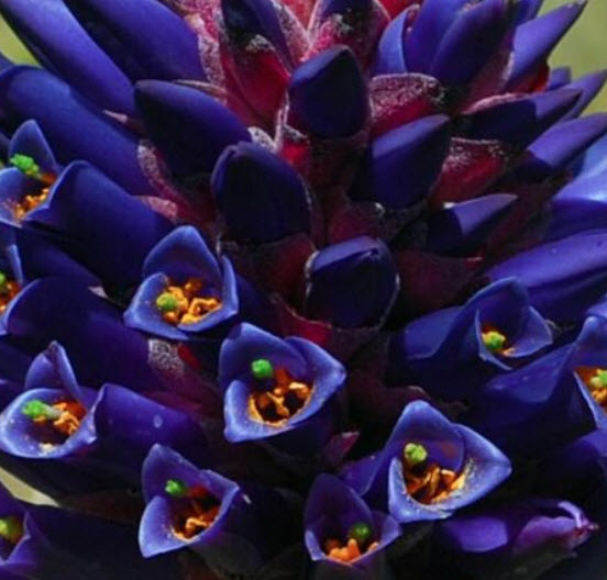 ชากัวลิลโล่ (Chagualillo / Puya Venusta) / 10 เม็ด (Portugal)*