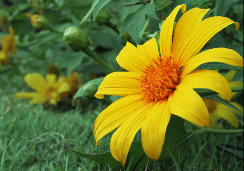 บัวตอง (Mexican Sunflower) / 100 เม็ด *