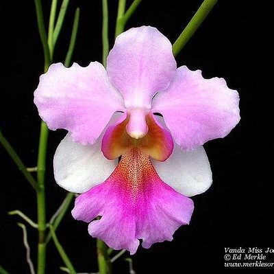 พิมพ์อัดลายแวนด้า,แวนด้าโจคิม (Veiners Vanda Miss Joaquim)