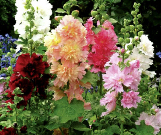 ฮอลลี่ฮ็อก ดอกซ้อน (Hollyhock - MAJORETTE) คละ / 15 เม็ด (UK)