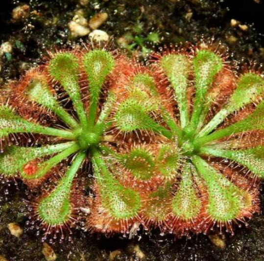 หยาดน้ำค้าง (Sundew / Drosera - Spatulata) / 20 เม็ด (UK)