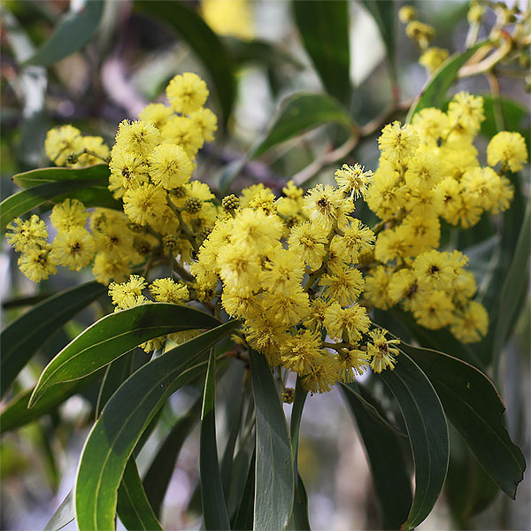 พิมพ์ตัดโกลเด้น วัทเทิ้ล(Cutter Mold golden wattle)