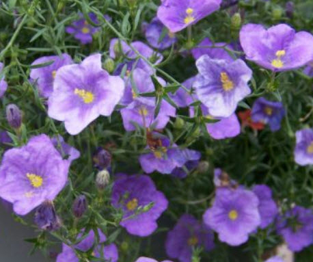 คัพฟลาวเวอร์สีม่วง (Cupflower Purple Robe) / 1,300 เม็ด (UK)*