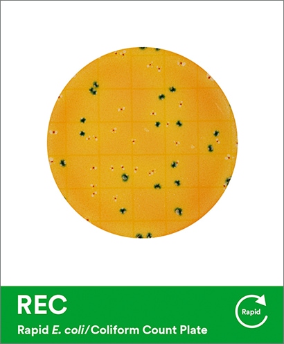REC แผ่นอาหารเลี้ยงเชื้อสำเร็จรูปแบบรวดเร็วสำหรับ E. coli/Coliform 3M™ Petrifilm™