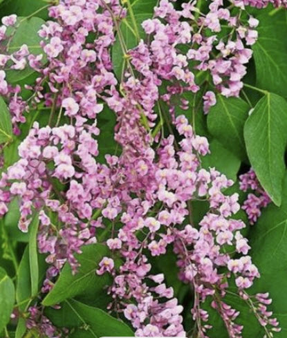 ฮาเดนเบอเจียชมพู (Hardenbergia Violacea Rosea) / 15 เม็ด (Spain)
