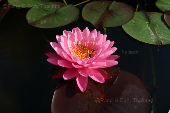 บัวฝรั่ง 'ชมพูไพรัตน์' / Hardy Waterlily N.'Chompoo Pairat'