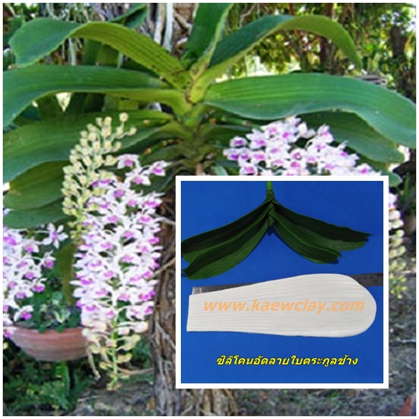 พิมพ์ซิลิโคน,เรซิ่นใบกล้วยไม้ตระกูลช้าง (Silicone,Veiners Rhynchostylis gigantea leaves orchids) สำเนา