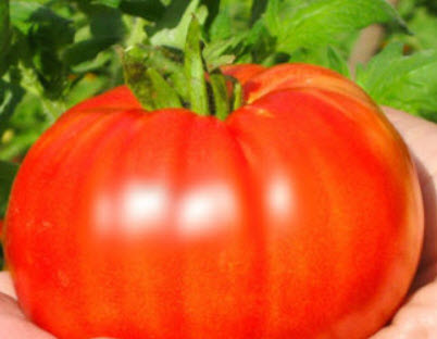 มะเขือเทศบีฟสเต็ก (Beefsteak tomato) สีแดง / 20 เม็ด (USA)