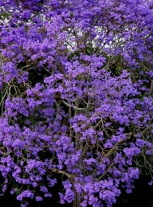 ศรีตรัง (ฺBlue Jacaranda) / 50 เม็ด (Spain)*