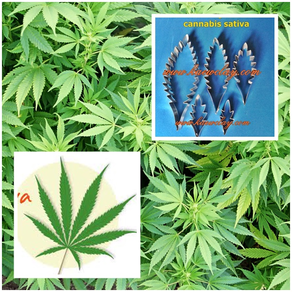ใบกัญชา (cannabis indica-sativa)