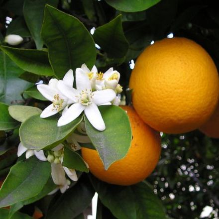 พิมพ์อลูมิเนียมตัดใบส้ม(Aluminum mold cutter Orange leaves. ) สำเนา