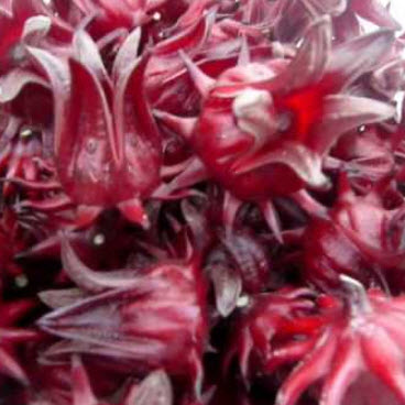 กระเจี๊ยบแดงซูดาน (Sudan Red Roselle) / ซอง