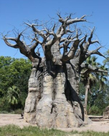 อัฟริกันเบาบับ (Baobab African / Adansonia Digitata) / 5 เม็ด (France)*