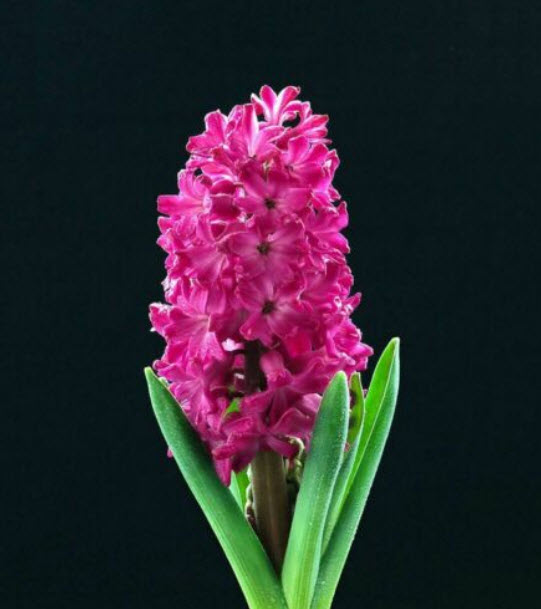 ไฮยาซินธ์ หรือผักตบชวา (Hyacinth) / 100 เม็ด