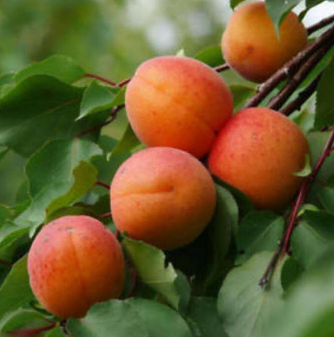 แอปริคอท (Apricot) / 5 เม็ด*