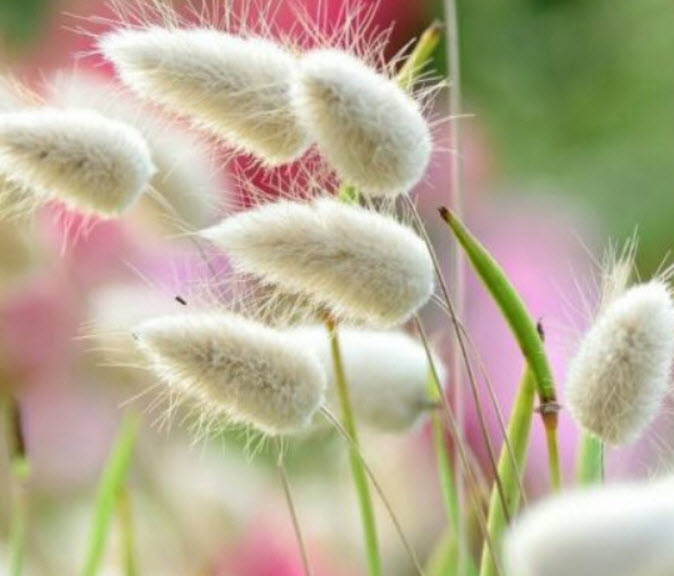 หญ้าหางกระต่าย (Bunny's Tail Grass) / 1,200 เม็ด (France)*