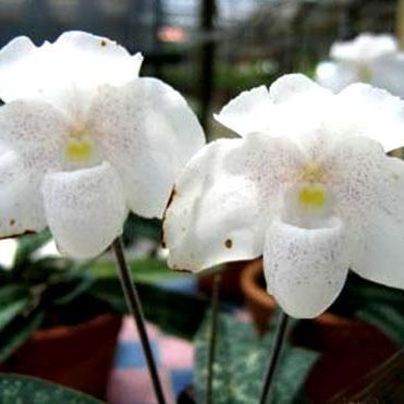พิมพ์ตัดอก+ใบรองเท้านารีขาวสตูล ( Aluminum mold cutter Paphiopedilum niveum)