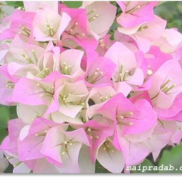 พิมพ์ตัดอลูมิเนียมดอก+ใบเฟื่องฟ้า(Aluminum mold cutter Bougainvillea )