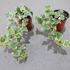 พิมพ์อลูมิเนียมตัดใบไอวี่Aluminum mold cutter Ivy leaves )