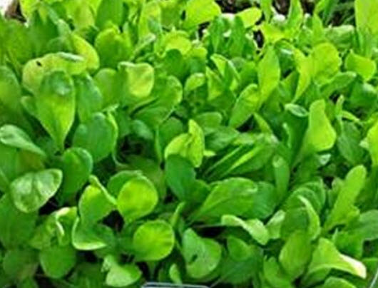 สปิแนช (Spinach) / 100 เม็ด (USA)