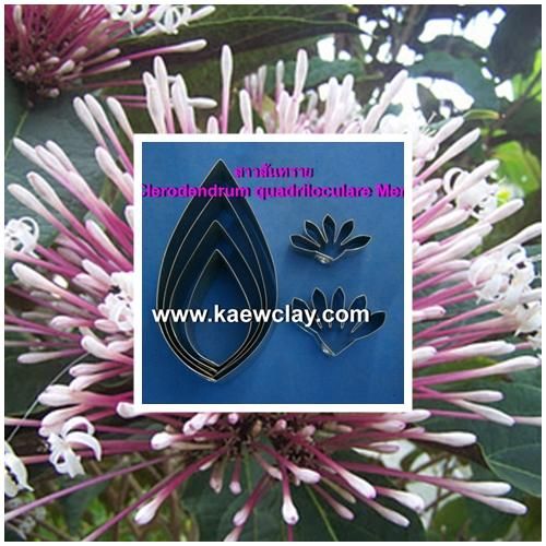 พิมพ์ตัดอลูมิเนียมสาวสันทราย(Aluminum mold cutter Clerodendrum quadriloculare Merr. )