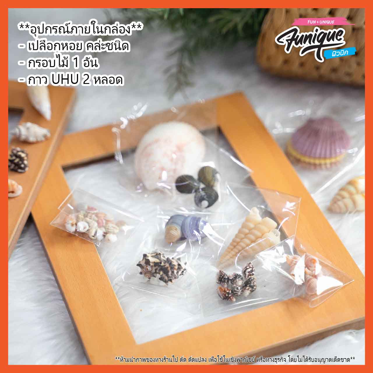 ชุดกรอบรูปเปลือกหอย Seashell Wall Frame