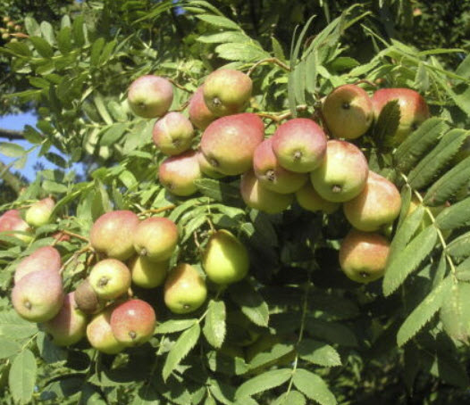 เซอร์วิส ทรี (Service tree) หรือซอร์บัส โดเมสติก้า (Sorbus domestica) / 10 เม็ด (France)