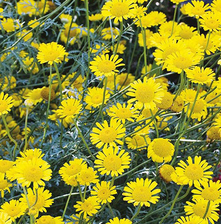มาร์เกอเร็ต เดซี่ (Marguerite Daisy) เหลือง / 100 เม็ด (USA)
