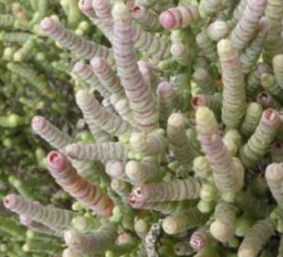 Black-seeded Samphire / 25 เม็ด (Australia)