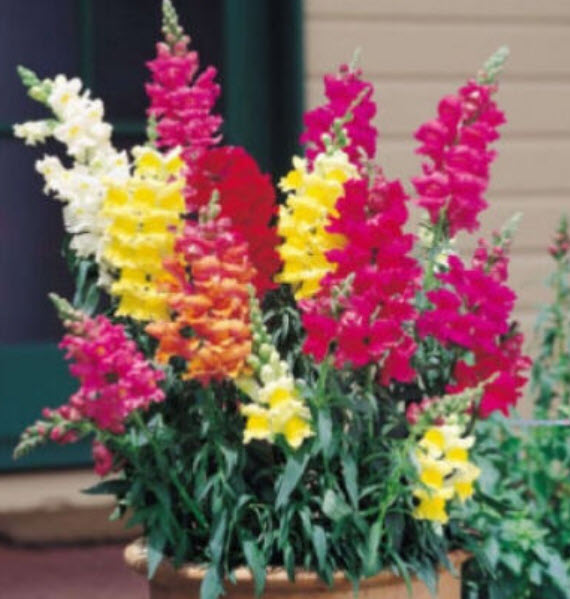 โทดแฟล็กซ์ (Toadflax / Baby Snapdragon) คละสี / 300 เม็ด (UK)*
