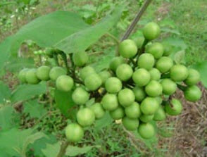 มะเขือพวงไร้หนาม (Pea eggplant) / ซอง