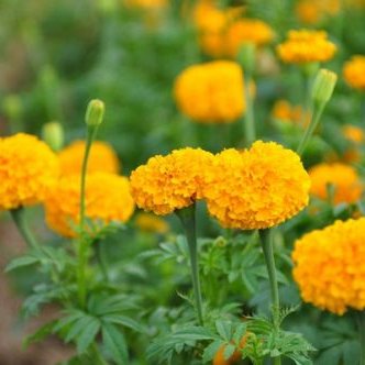 พิมพ์อลูมิเนียมตัดดอกดาวเรือง+ใบ แบบรวมกลีบ(Aluminum mold cutter Marigolds+ leaves )