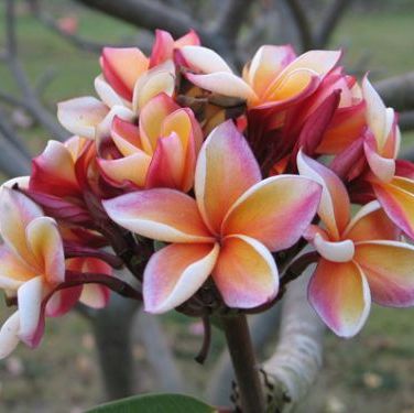 พิมพ์อลูมิเนียมตัดดอกลีลาวดี+ใบ (Aluminum mold cutter LEELAWADEE(Frangipani)+ leaves )